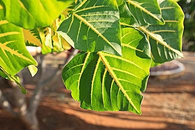 高能电玩节：《超级巴基球》10月4日Steam开启免费试玩